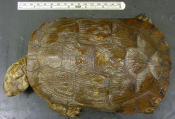 Media type: image; Herpetology R-34340